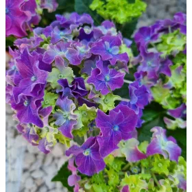 KERTI HORTENZIA " Curly Sparkle Purple " - HYDRANGEA MACROPHYLLA