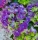 KERTI HORTENZIA " Curly Sparkle Purple " - HYDRANGEA MACROPHYLLA
