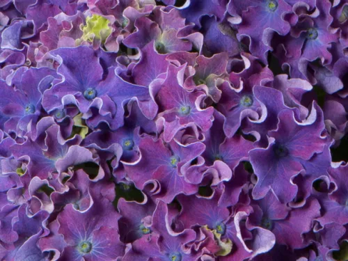KERTI HORTENZIA " Curly Sparkle Purple " - HYDRANGEA MACROPHYLLA