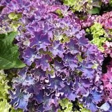 KERTI HORTENZIA " Curly Sparkle Purple " - HYDRANGEA MACROPHYLLA