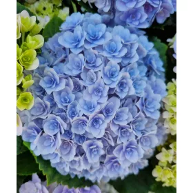   KERTI HORTENZIA " Felina Blue" - HYDRANGEA MACROPHYLLA