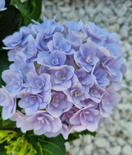 KERTI HORTENZIA " Felina Blue" - HYDRANGEA MACROPHYLLA