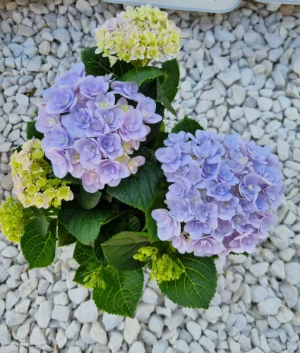 KERTI HORTENZIA " Felina Blue" - HYDRANGEA MACROPHYLLA