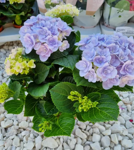 KERTI HORTENZIA " Felina Blue" - HYDRANGEA MACROPHYLLA