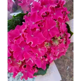 KERTI HORTENZIA "Curly Sparkle Red " - HYDRANGEA MACROPHYLLA
