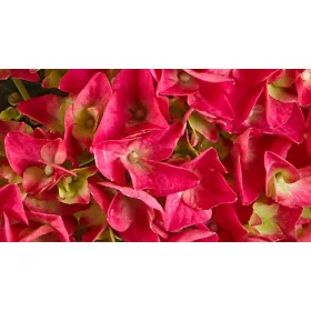   Kerti Hortenzia " Bright Red Power" - Hydrangea macrophylla