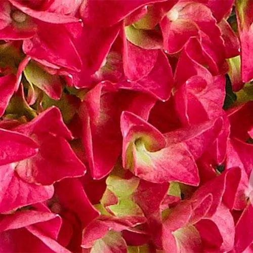 Kerti Hortenzia " Bright Red Power" - Hydrangea macrophylla