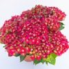 Kerti Hortenzia " Bright Red Power" - Hydrangea macrophylla