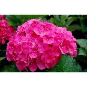   Kerti Hortenzia " Magenta Power" - Hydrangea macrophylla