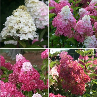 Bugás Hortenzia - 'Fraise Melba' - Hydrangea paniculata - 7,5 L-es cserépben