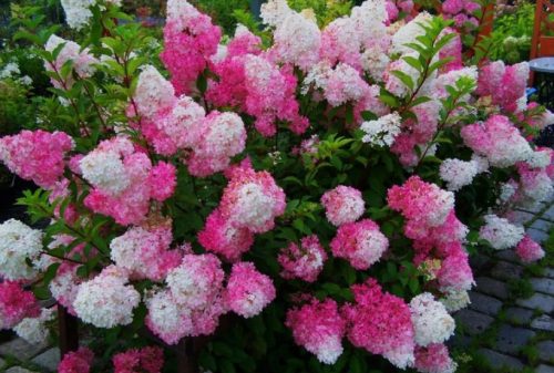 Bugás Hortenzia - 'Fraise Melba' - Hydrangea paniculata - 7,5 L-es cserépben