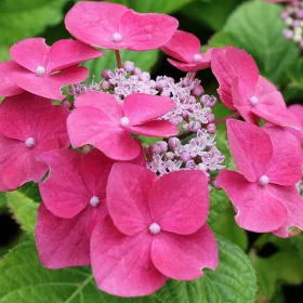   KERTI HORTENZIA " Teller Pink" - HYDRANGEA MACROPHYLLA
