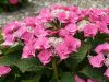 KERTI HORTENZIA " Teller Pink" - HYDRANGEA MACROPHYLLA