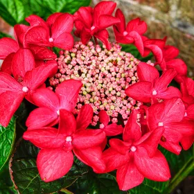   KERTI HORTENZIA " Teller Red" - HYDRANGEA MACROPHYLLA