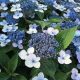 Fűrészeslevelű hortenzia - Magic Pillow - Hydrangea Serrata