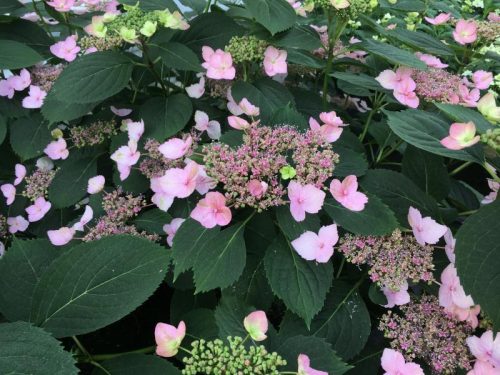 Fűrészeslevelű hortenzia - Magic Pillow - Hydrangea Serrata