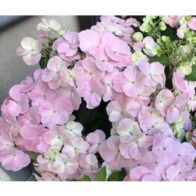   FÁTYOLHORTENZIA - HYDRANGEA FRENCH BOLERO PINK - 4 L-es cserépben