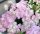 FÁTYOLHORTENZIA - HYDRANGEA FRENCH BOLERO PINK - 4 L-es cserépben