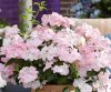 FÁTYOLHORTENZIA - HYDRANGEA FRENCH BOLERO PINK - 4 L-es cserépben