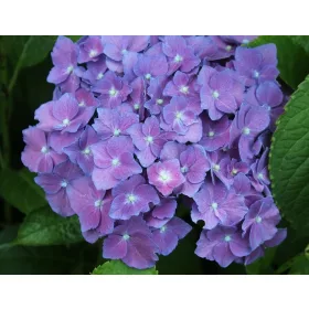   Kerti Hortenzia " Miss Belgium" - Hydrangea macrophylla