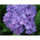 Kerti Hortenzia " Miss Belgium" - Hydrangea macrophylla