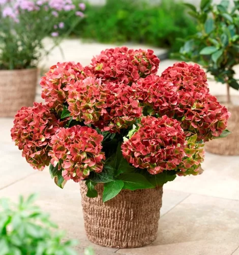 Kerti Hortenzia " Rembrandt Bella Perche" - Hydrangea macrophylla