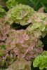 Kerti Hortenzia " Rembrandt Bella Perche" - Hydrangea macrophylla