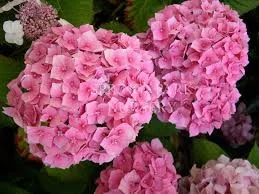 Kerti Hortenzia " Miss Belgium" - Hydrangea macrophylla