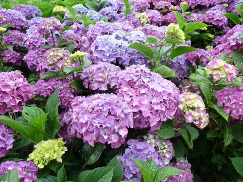 Kerti Hortenzia " Miss Belgium" - Hydrangea macrophylla