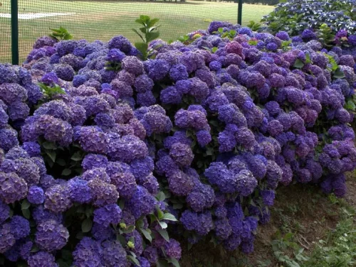 Kerti Hortenzia " Miss Belgium" - Hydrangea macrophylla