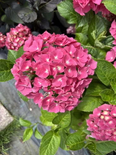 Kerti Hortenzia " Miss Belgium" - Hydrangea macrophylla