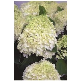 Bugás Hortenzia - 'Whitelight' - Hydrangea paniculata