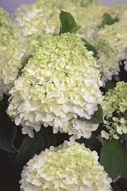 Bugás Hortenzia - 'Whitelight' - Hydrangea paniculata