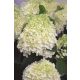Bugás Hortenzia - 'Whitelight' - Hydrangea paniculata