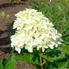 Bugás Hortenzia - 'Whitelight' - Hydrangea paniculata