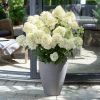 Bugás Hortenzia - 'Whitelight' - Hydrangea paniculata