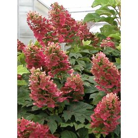   TÖLGYLEVELŰ HORTENZIA " Ruby Slippers" HYDRANGEA QUERCIFOLIA