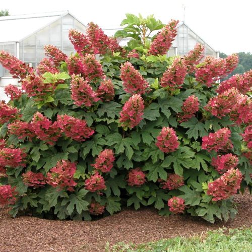 TÖLGYLEVELŰ HORTENZIA " Ruby Slippers" HYDRANGEA QUERCIFOLIA
