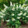 TÖLGYLEVELŰ HORTENZIA " Ruby Slippers" HYDRANGEA QUERCIFOLIA