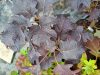 TÖLGYLEVELŰ HORTENZIA " Ruby Slippers" HYDRANGEA QUERCIFOLIA