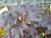 TÖLGYLEVELŰ HORTENZIA " Ruby Slippers" HYDRANGEA QUERCIFOLIA