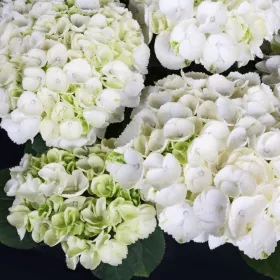   Kerti Hortenzia - Hydrangea macrophylla "Royalty Collection Ice Girl" K3,5