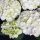 Kerti Hortenzia " Royalty Collection Ice Girl" - Hydrangea macrophylla