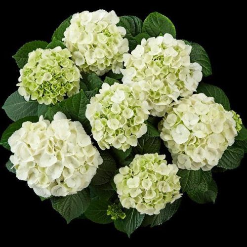 Kerti Hortenzia - Hydrangea macrophylla "Royalty Collection Ice Girl" K3,5
