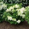 Bugás Hortenzia  -Little Lime Punch -  Hydrangea Paniculata -5L