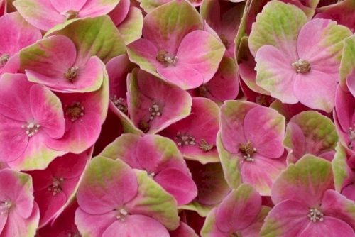 Kerti Hortenzia " Magical Jewel Pink" - Hydrangea macrophylla