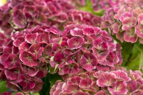 Kerti Hortenzia " Magical Jewel Pink" - Hydrangea macrophylla