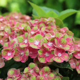   Kerti Hortenzia " Royalty Collection Green Fushion " - Hydrangea macrophylla