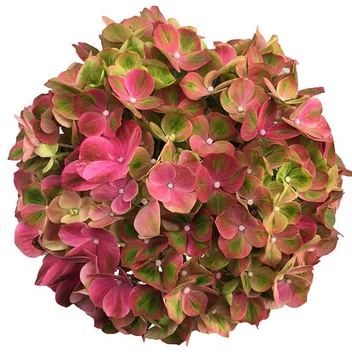 Kerti Hortenzia " Royalty Collection Green Fushion " - Hydrangea macrophylla
