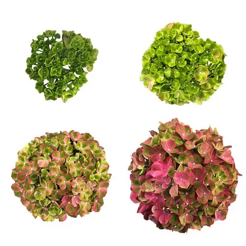 Kerti Hortenzia " Royalty Collection Green Fushion " - Hydrangea macrophylla